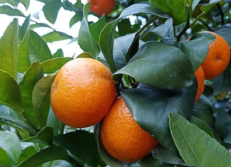 Why should you include leaves when buying oranges and mandarins, especially during the Lunar New Year?