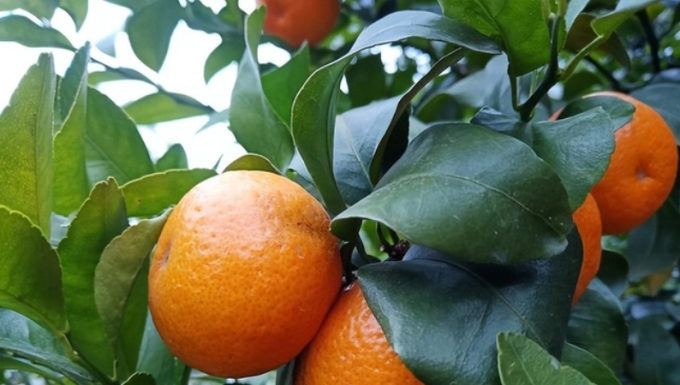 Why should you include leaves when buying oranges and mandarins, especially during the Lunar New Year?