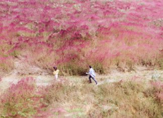 A Comprehensive Guide to Check-In at Da Lat’s Pink Grass Hill from A to Z