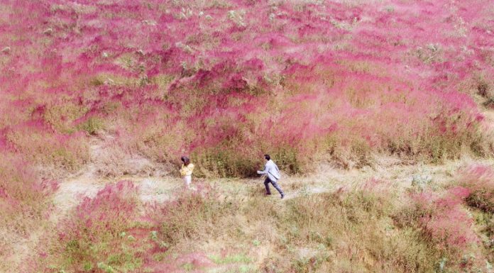 A Comprehensive Guide to Check-In at Da Lat’s Pink Grass Hill from A to Z