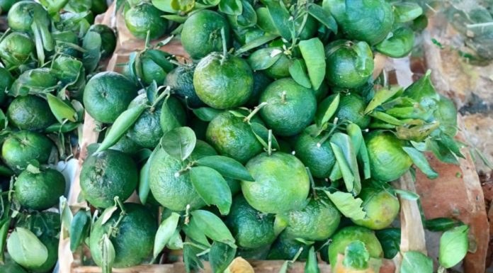 Fresh and Juicy Mandarin Oranges at Unbeatable Prices – Preserve Their Freshness for Months with This Method, Say Goodbye to Dry Fruits