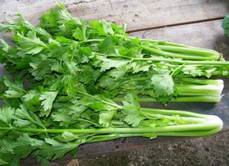 Beef is not just stir-fried with celery, add this flavorful “small but mighty” herb to make a delicious and nutritious dish.