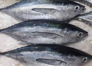 7 Types of Fish You Should Buy at the Market: Nutritional Powerhouses at Affordable Prices