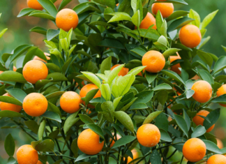 Before the house, grow these 5 types of trees, homeowners will never lack food and clothing, and become incredibly wealthy