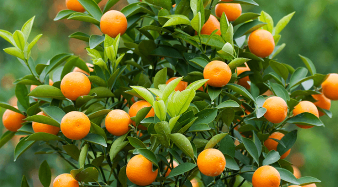 Before the house, grow these 5 types of trees, homeowners will never lack food and clothing, and become incredibly wealthy