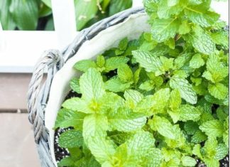 5 Smart Indoor Plants for Effective Humidity Control and Odor Elimination in Your Bathroom