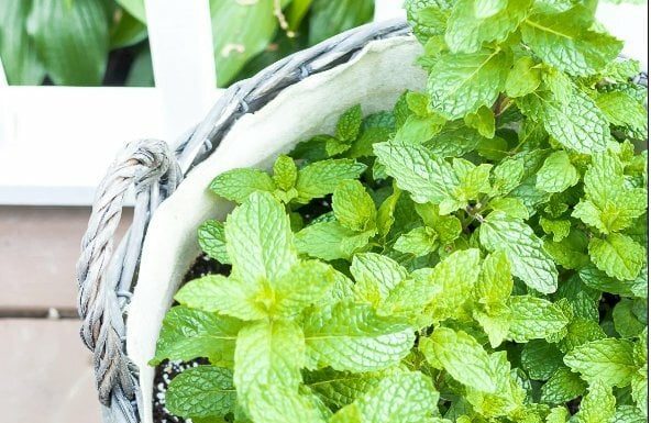 5 Smart Indoor Plants for Effective Humidity Control and Odor Elimination in Your Bathroom