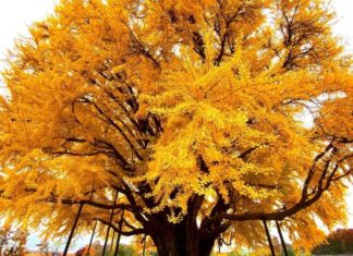 Can You Grow White Lotus in Vietnam?