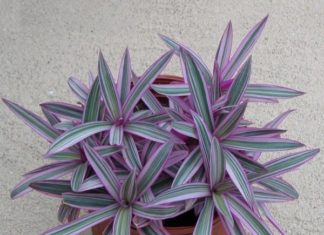 4 Indoor Plants with Stunning Foliage to Bring Life into Your Space