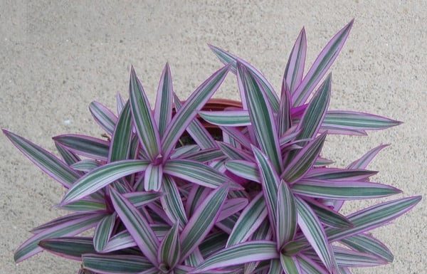 4 Indoor Plants with Stunning Foliage to Bring Life into Your Space