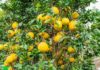 Should I grow ornamental pomelo trees indoors? Does pomelo really bring long-lasting wealth and prosperity as many people believe?