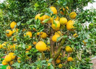 Should I grow ornamental pomelo trees indoors? Does pomelo really bring long-lasting wealth and prosperity as many people believe?
