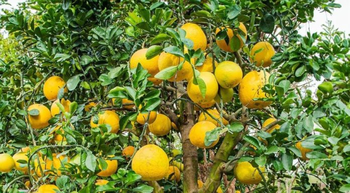 Should I grow ornamental pomelo trees indoors? Does pomelo really bring long-lasting wealth and prosperity as many people believe?
