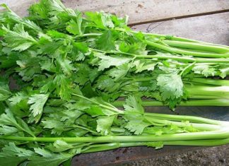 “The Cancer-fighting Vegetable That Everyone Disregards, But You Shouldn’t – Delicious and Nutritious Recipe”