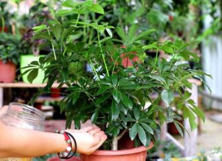 Plant Magic: Disinfect, Nourish, and Stimulate Root Growth with Just One Tablet