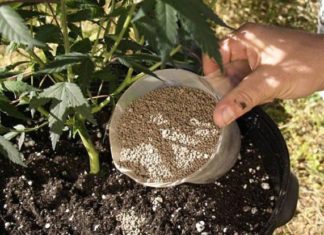 “3 Magical Pills to Make Your Plants Grow Faster and Blossom Beautifully”