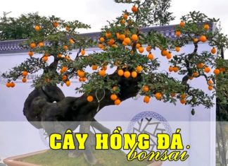 Precious Heritage: Wealthy Families’ Century-Old Bonsai Tree Legacy