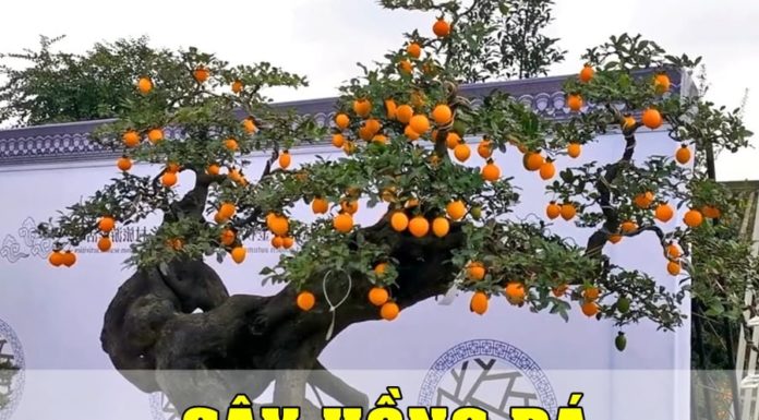 Precious Heritage: Wealthy Families’ Century-Old Bonsai Tree Legacy