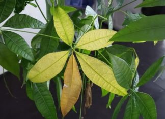 Revive Your Indoor Plants from the Cold Weather with this Simple Trick for a Prosperous New Year