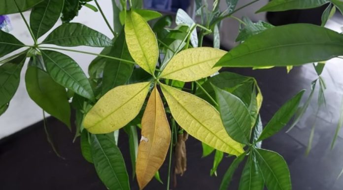 Revive Your Indoor Plants from the Cold Weather with this Simple Trick for a Prosperous New Year