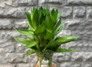 7 Lucky Charm Houseplants for 2024: Plant 1 and Bring Wealth and Prosperity All Year Round