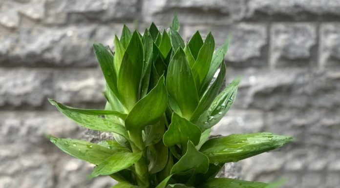 7 Lucky Charm Houseplants for 2024: Plant 1 and Bring Wealth and Prosperity All Year Round