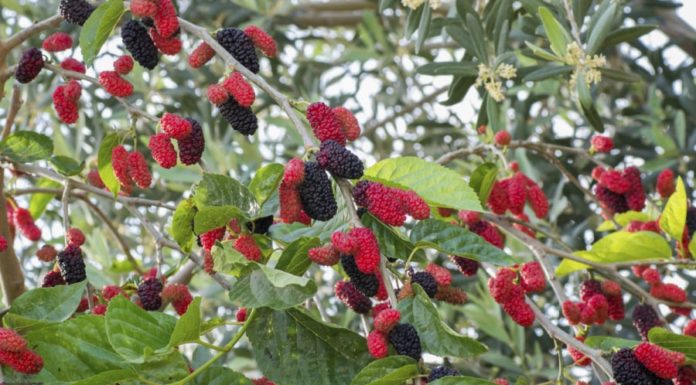 Ancestor’s Advice: “Beware of planting the four deadly plants, or your household will face calamity, which plants are they?”