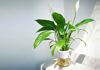 Easy Tips for Keeping the Air in Your Home Clean: Discover the Power of 5 Common Houseplants