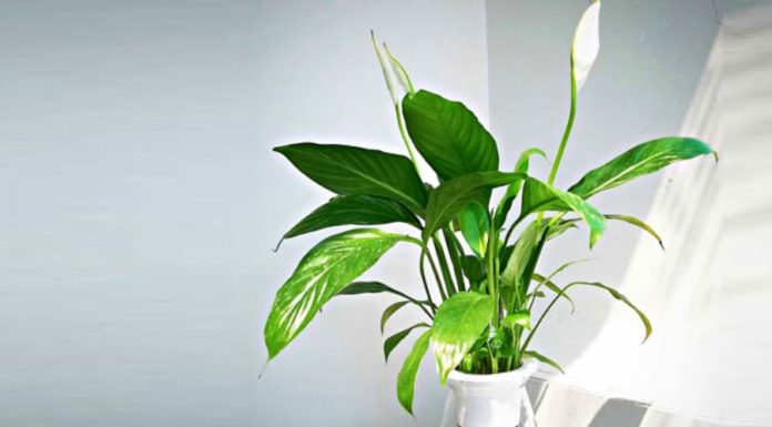 Easy Tips for Keeping the Air in Your Home Clean: Discover the Power of 5 Common Houseplants
