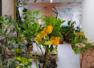 5 Bizarre and Ugly Plants That Bring Tremendous Luck, Wealth, and Prosperity