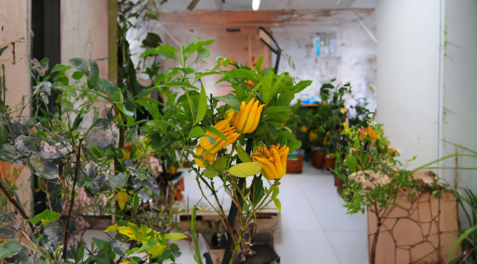 5 Bizarre and Ugly Plants That Bring Tremendous Luck, Wealth, and Prosperity