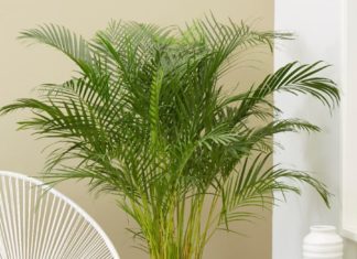 5 Money-Sucking Trees – Wealth Flows Like a Waterfall at Your Doorstep