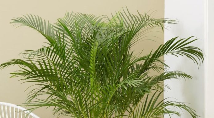 5 Money-Sucking Trees – Wealth Flows Like a Waterfall at Your Doorstep