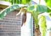 Should I Plant Bananas in Front of My House? Surprisingly, 9 Out of 10 People Make This Mistake