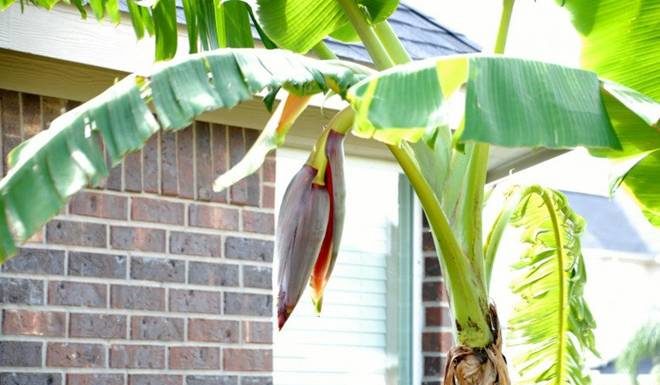 Should I Plant Bananas in Front of My House? Surprisingly, 9 Out of 10 People Make This Mistake