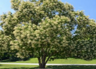 Protect these 3 trees, future generations will be safeguarded, says Ancestors