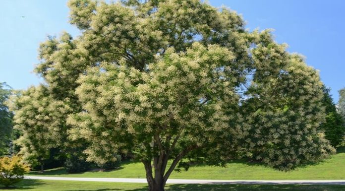 Protect these 3 trees, future generations will be safeguarded, says Ancestors