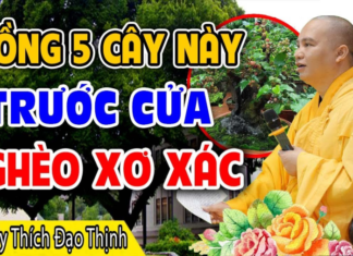 Ancestor’s Prohibition Proven Wrong: ‘5 Types of Trees that Bring Poverty and Lack to Your Home’