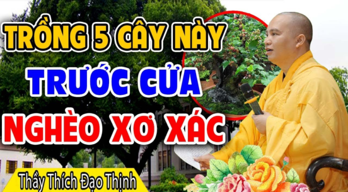 Ancestor’s Prohibition Proven Wrong: ‘5 Types of Trees that Bring Poverty and Lack to Your Home’