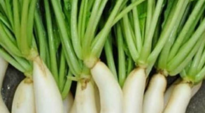 The leaves of this tree are more valuable than ginseng, with calcium content three times higher than milk, but they are often discarded, what a waste!