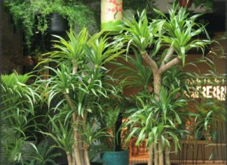 Fortune-Bound individuals planting the Lucky Bamboo to skyrocket their wealth in no time