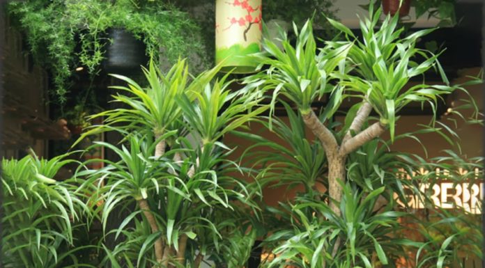 Fortune-Bound individuals planting the Lucky Bamboo to skyrocket their wealth in no time