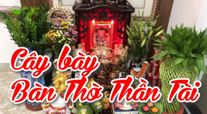 Lucky Money Tree: The Ultimate Wealth-Boosting Plant for Your Altar