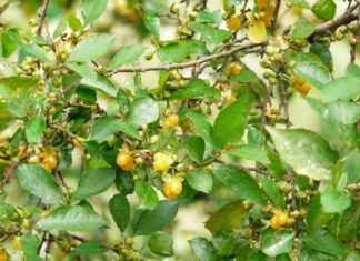 Should you plant a Bamboo Palm indoors? What is the Feng Shui significance of the Bamboo Palm?