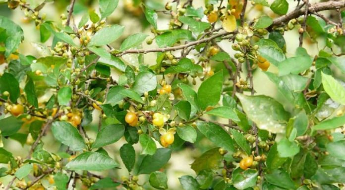 Should you plant a Bamboo Palm indoors? What is the Feng Shui significance of the Bamboo Palm?