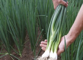 3 Types of Herbs that are “Medicine Cabinets” – Delicious and Nutritious: Grow in Your Garden or Miss Out