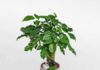 5 luxurious and elegant indoor plants, perfect for home decor or as Tet gifts
