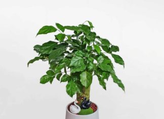 5 luxurious and elegant indoor plants, perfect for home decor or as Tet gifts