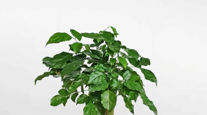 5 luxurious and elegant indoor plants, perfect for home decor or as Tet gifts