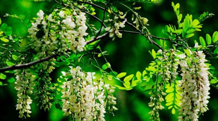 Ancestral wisdom: “Never cut down these three trees, future generations will enjoy great wealth and abundance.” What are these trees?